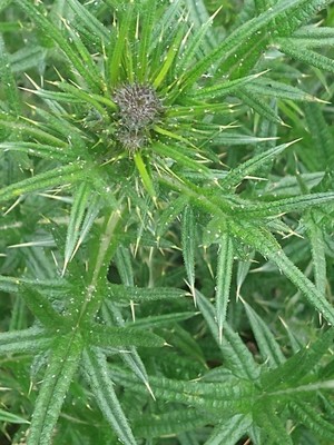 photo of Spear Thistle