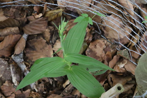 photo of Broad Leaved Helleborine