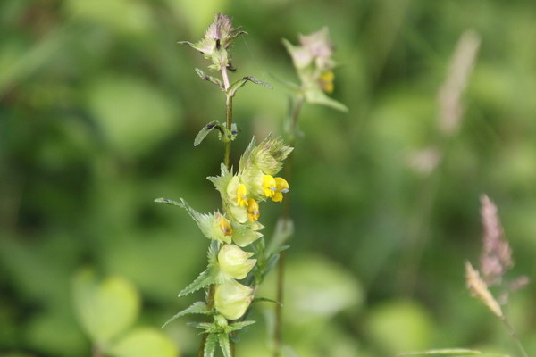 photo of Yellow Rattle
