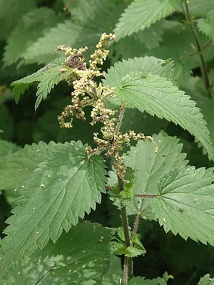 photo of Common Nettle