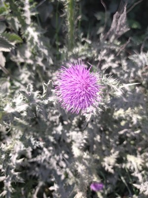 photo of Spear Thistle