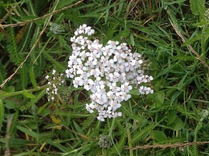 photo of Yarrow