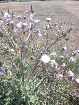 photo of Prickly Sow Thistle