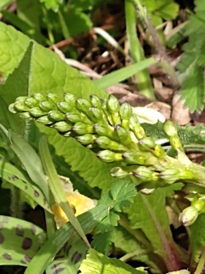 photo of Common Twayblade