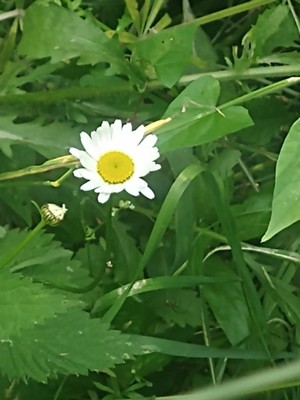 photo of Oxeye Daisy