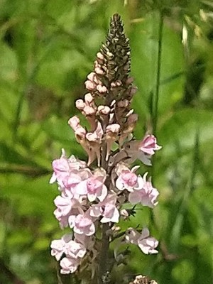 photo of Purple Toadflax