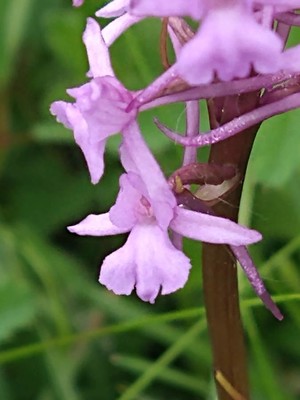 photo of Chalk Fragrant Orchid