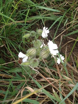 photo of White Campion