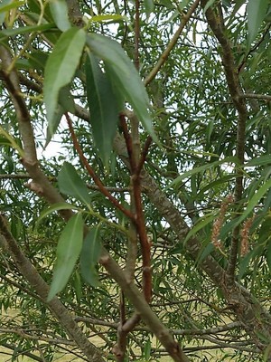photo of White Willow