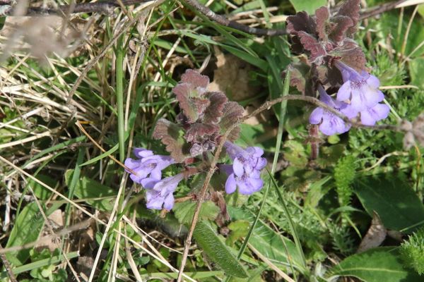 photo of Ground Ivy