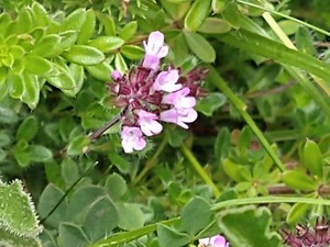 photo of Wild Thyme