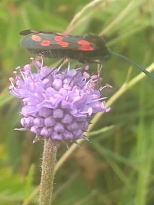 photo of Devil's Bit Scabious