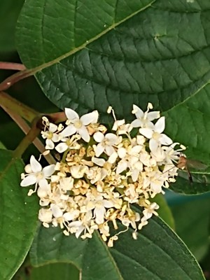 photo of Siberian Dogwood