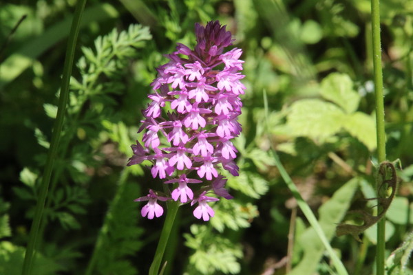 photo of Pyramidal Orchid
