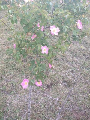 photo of Sweet Briar