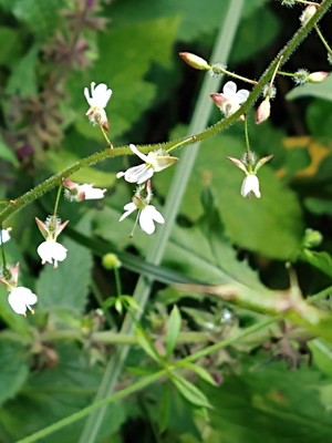 photo of Enchanter's Nightshade