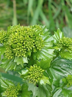 photo of Common Winter Cress