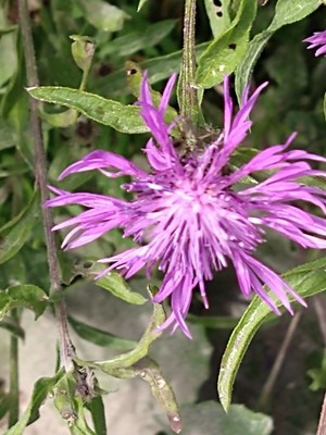 photo of Brown Knapweed