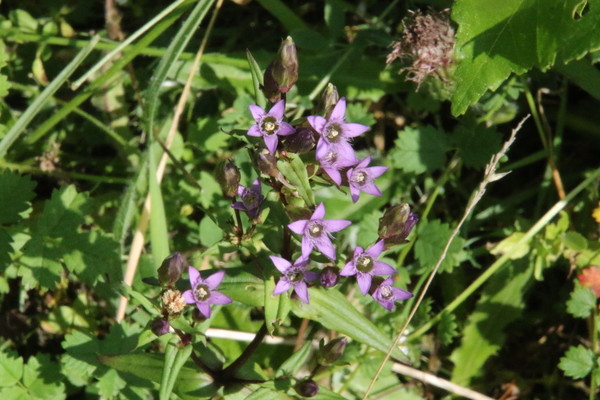 photo of Chiltern Gentian