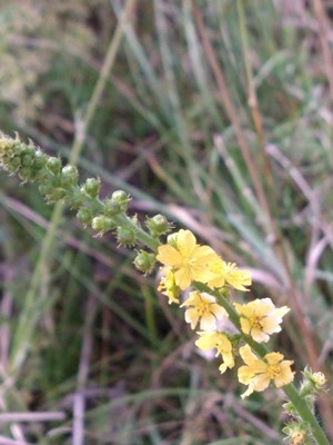 photo of Agrimony