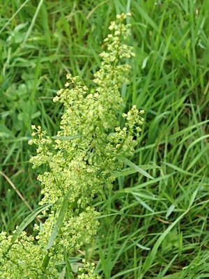 photo of Curled Dock