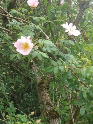 photo of Common Dog Rose