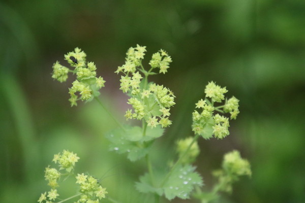 photo of Garden Lady's Mantle