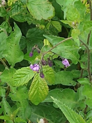 photo of Bittersweet