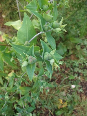 photo of Caper Spurge