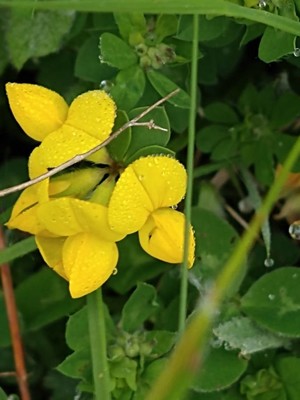 photo of Bird's Foot Trefoil