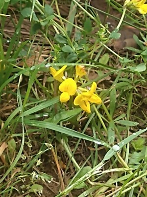 photo of Bird's Foot Trefoil