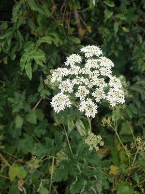 photo of Hogweed