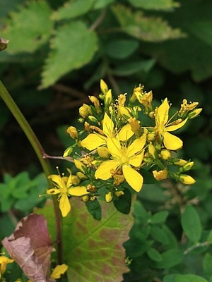 photo of Hairy St John's Wort