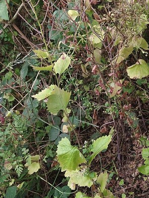 photo of Garlic Mustard