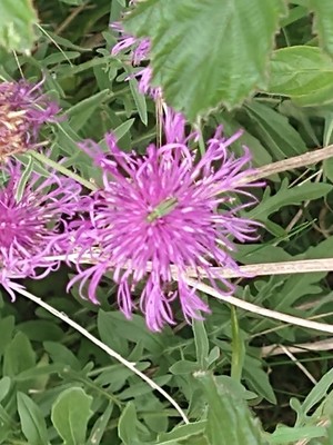 photo of Brown Knapweed