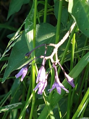 photo of Bittersweet