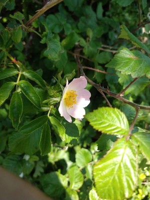 photo of Common Dog Rose