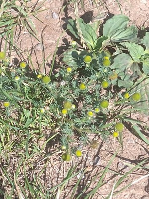 photo of Pineappleweed