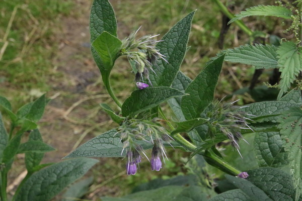photo of Common Comfrey