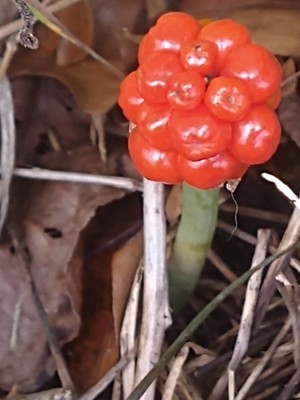 photo of Italian Arum