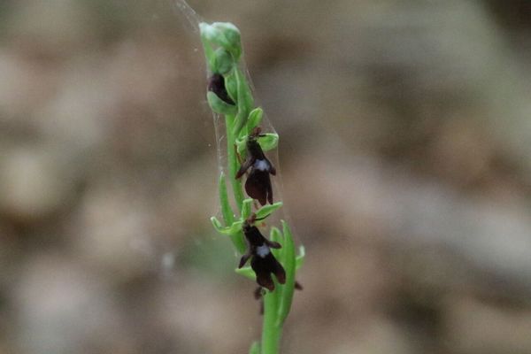 photo of Fly Orchid