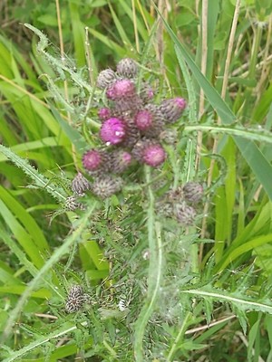 photo of Marsh Thistle