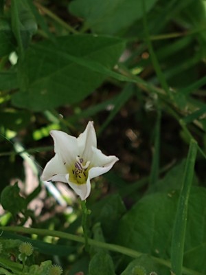 photo of Field Bindweed