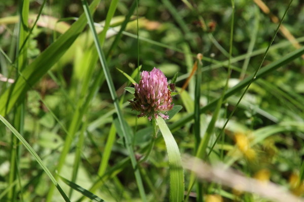 photo of Red Clover