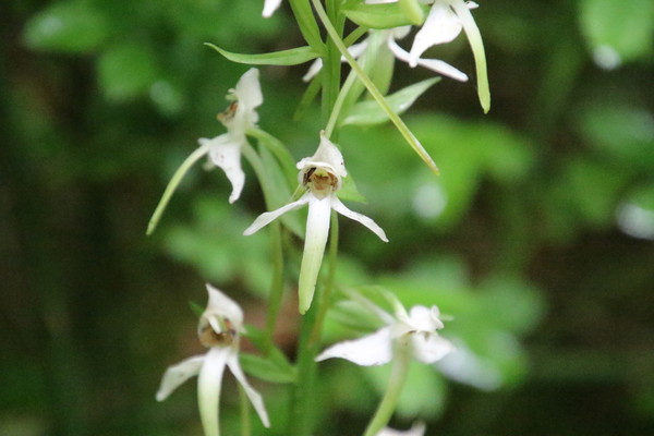 photo of Lesser Butterfly Orchid