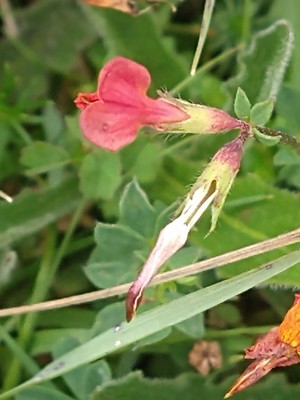 photo of Bird's Foot Trefoil