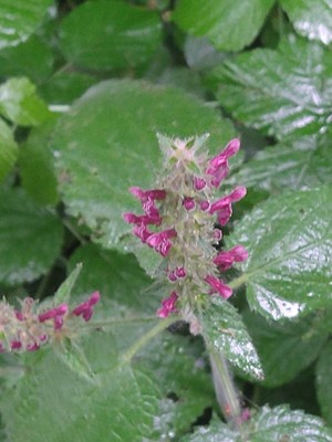 photo of Hedge Woundwort
