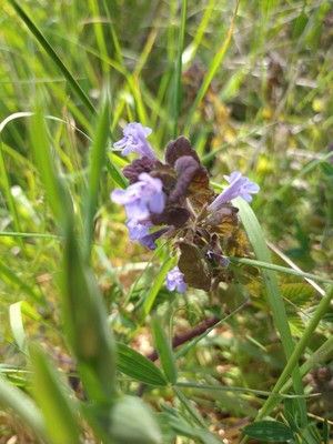 photo of Ground Ivy