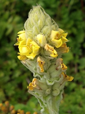 photo of Great Mullein