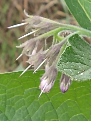 photo of Common Comfrey